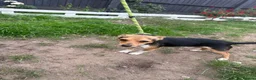 Jack Russell dogs for stud: Miniature Jack Russell stud - Advert 2
