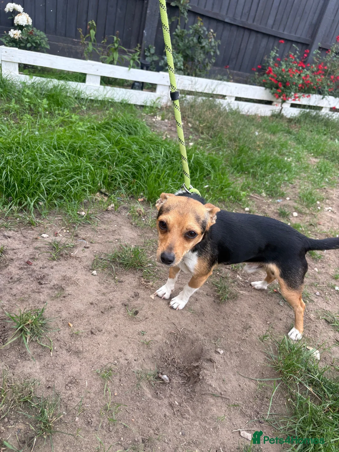 Jack Russell dogs for stud: Miniature Jack Russell stud - Advert 2