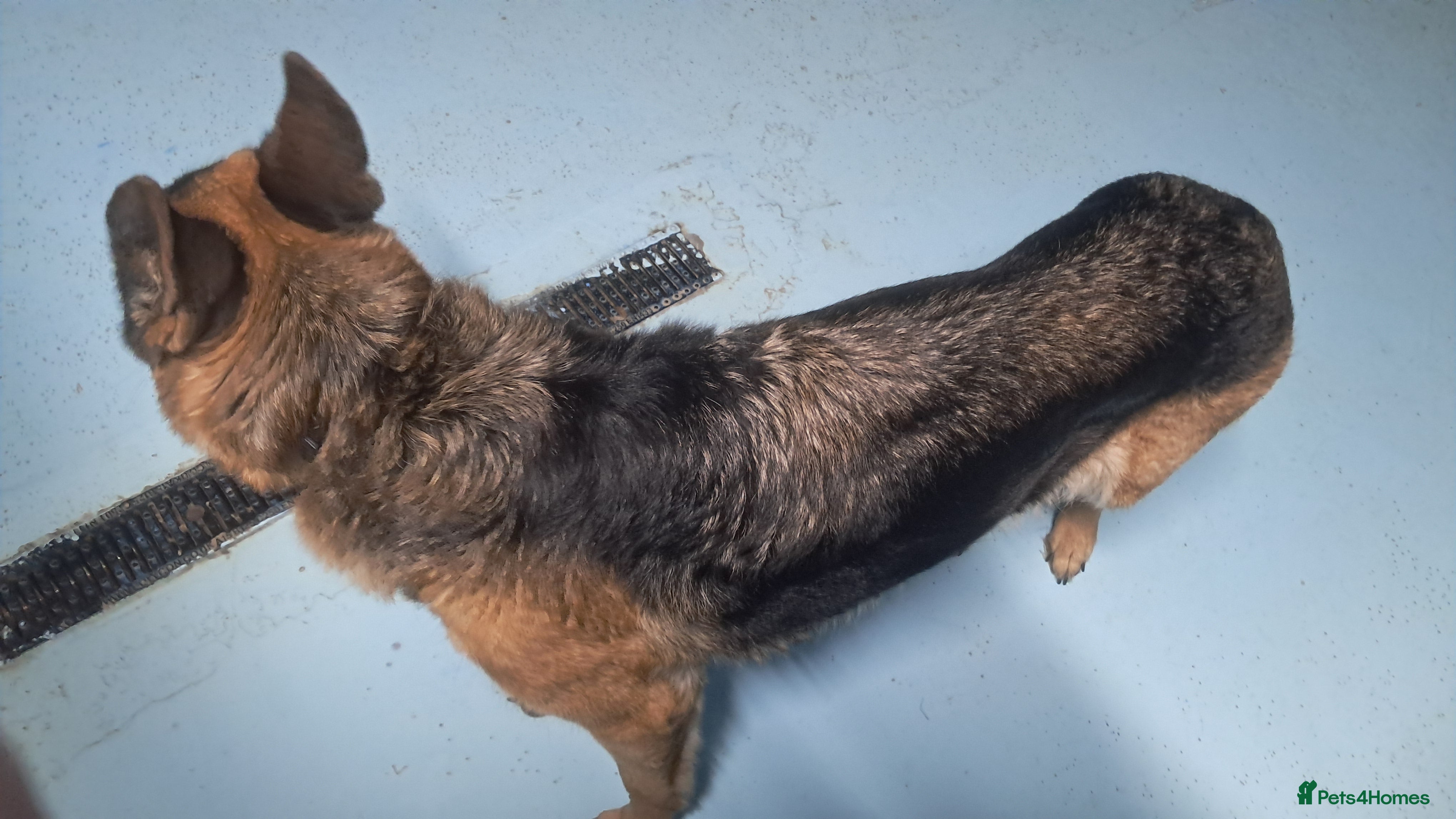 German Shepherd dogs Seeking loving home, older German Shepherd bitch - Advert 3