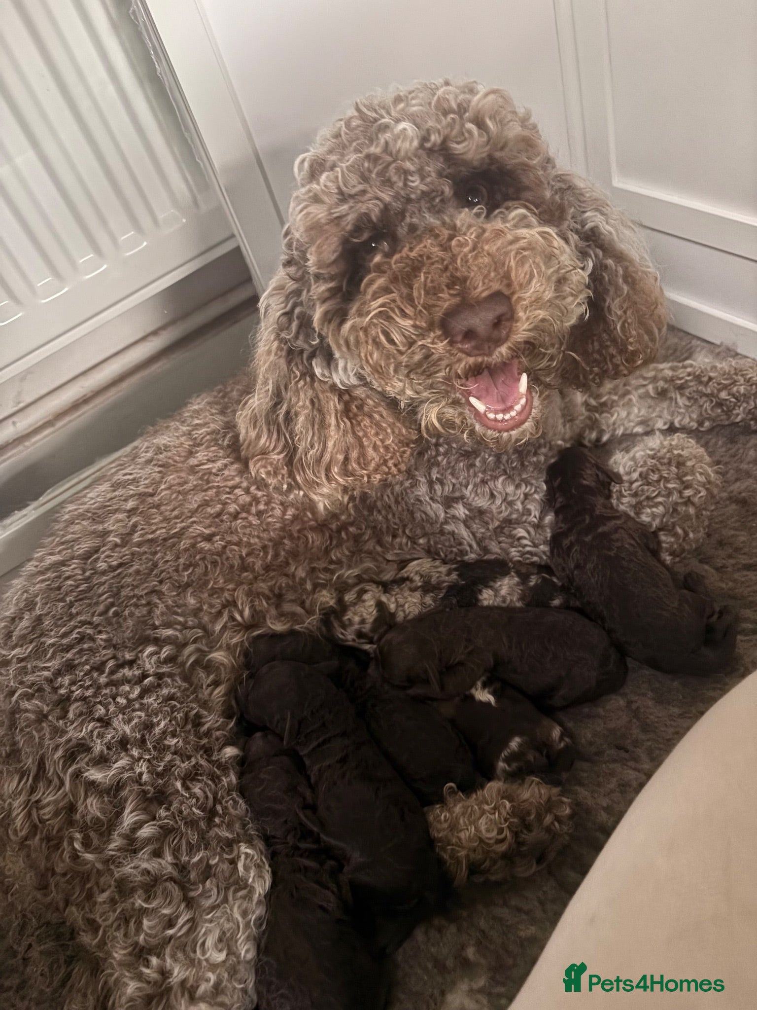 Cockapoo dogs Cockapoo puppies  - Advert 3