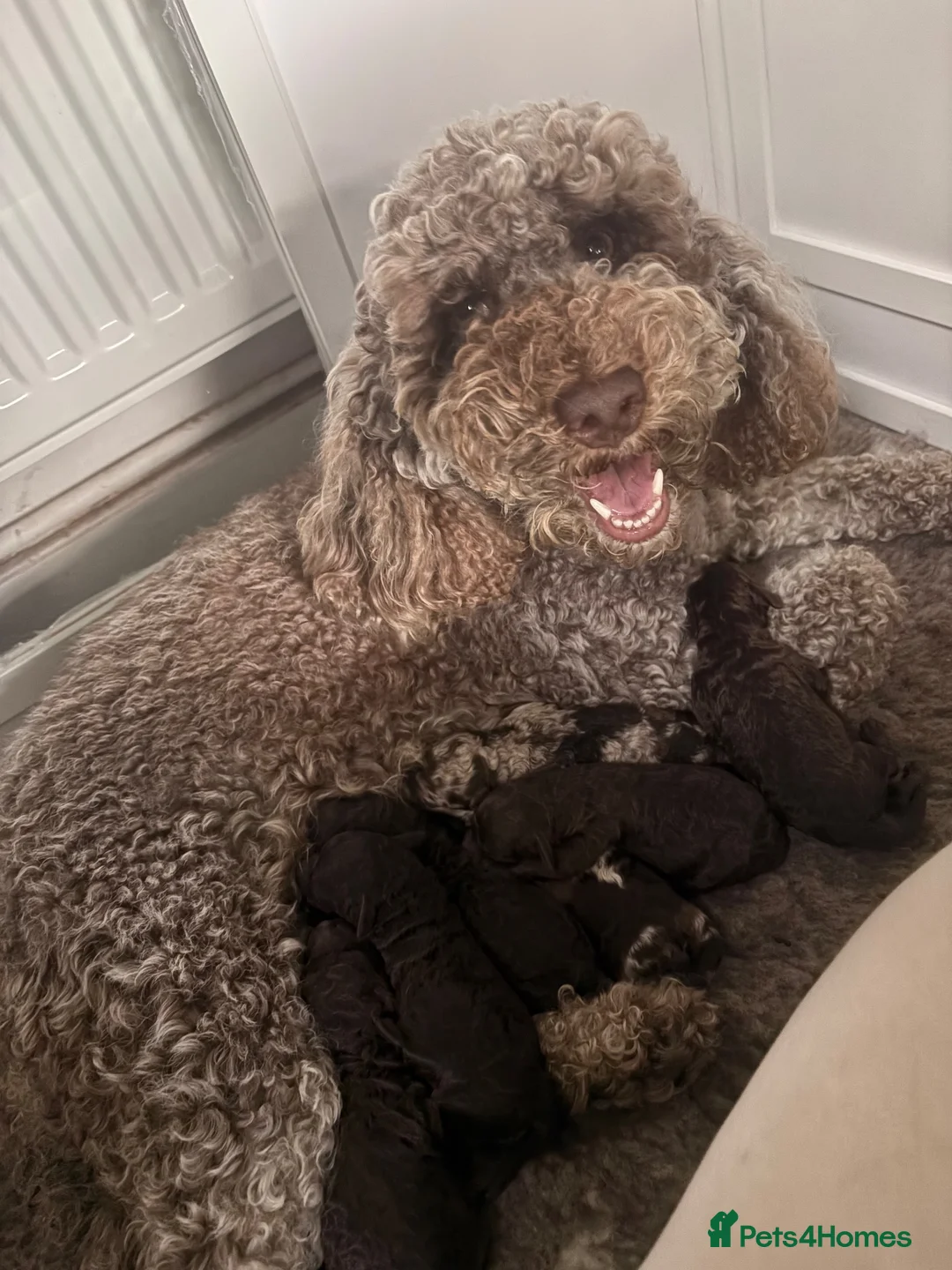 Cockapoo dogs for sale: Cockapoo puppies  - Advert 2