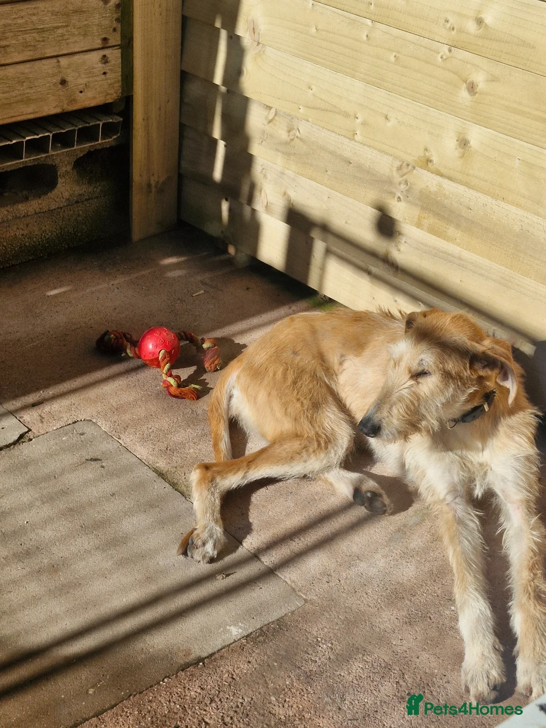 Lurcher dogs for sale: Working Saluki greyhound bitch - Advert 6