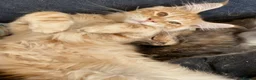 Maine Coon cats for sale: Beautiful Main Coon Kittens Ready - Advert 24