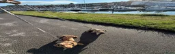 Miniature Dachshund dogs for sale: 2 miniature Male dachshunds  in Whitby - Advert 8
