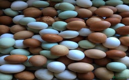 Chickens poultry for sale: Hybrid Pullets - POL - Image 2
