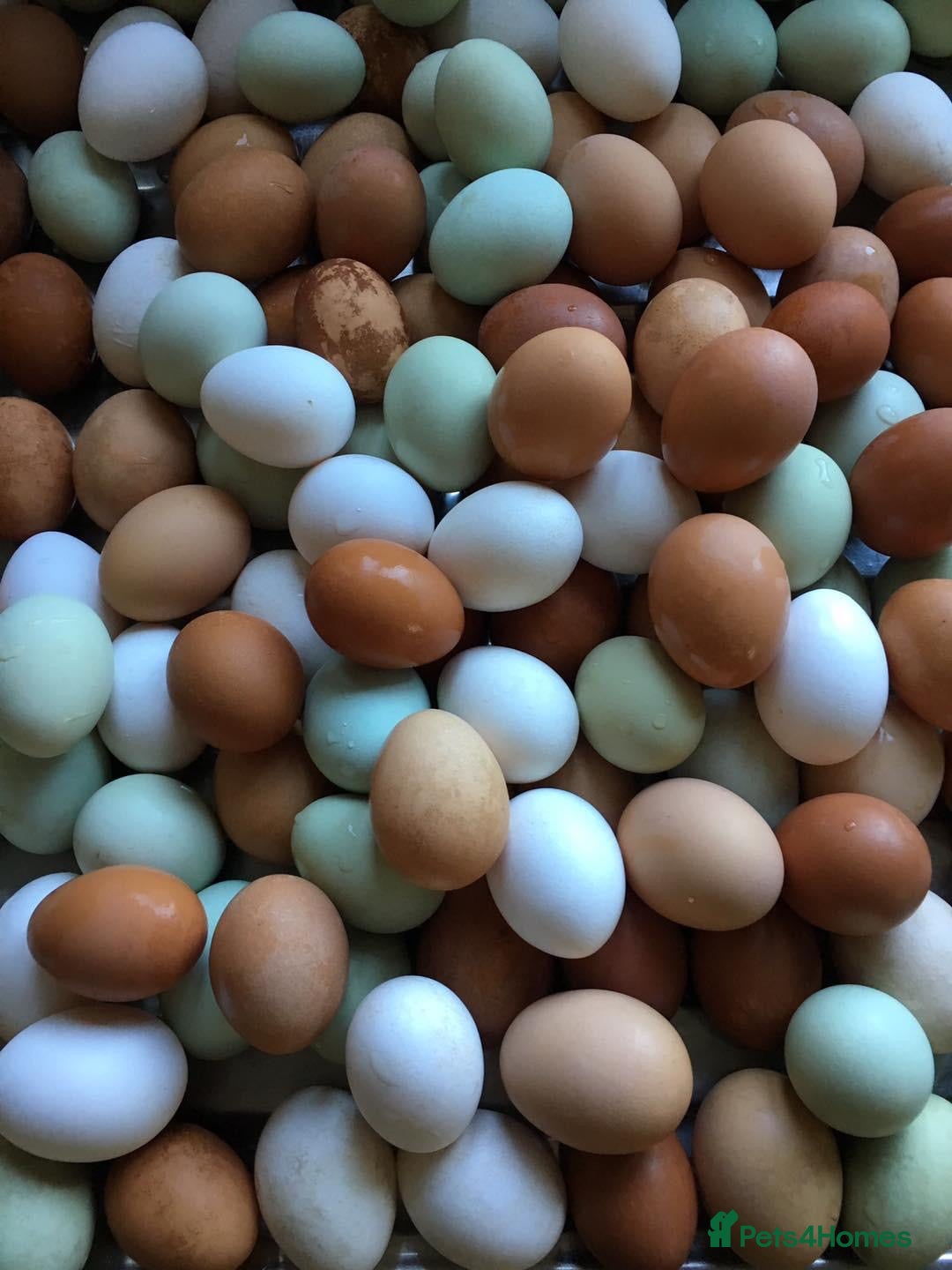 Chickens poultry for sale: Hybrid Pullets - POL - Image 2