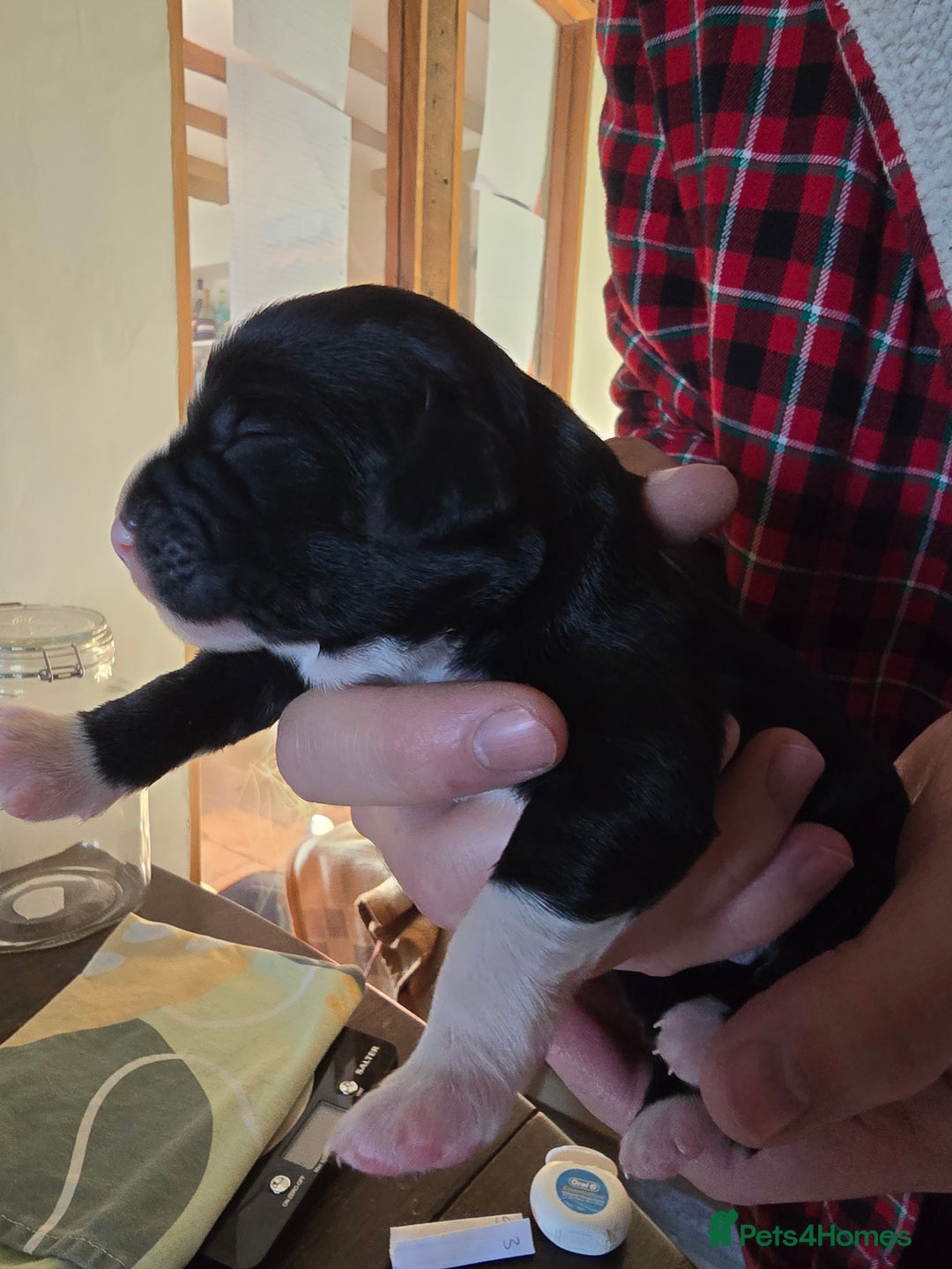 Mixed Breed dogs for sale: Sprocker puppies ready 10th Jan - Advert 20