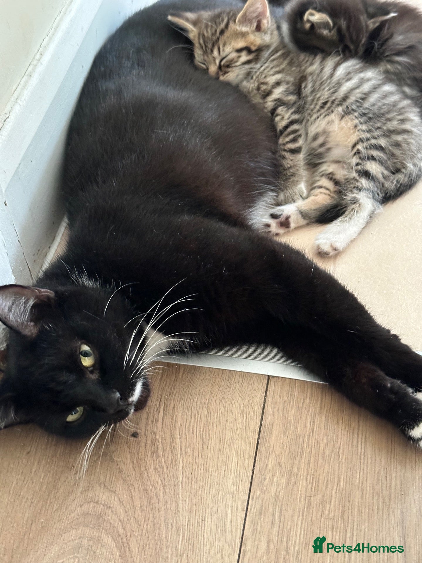British Shorthair cats Two baby kittens in West Drayton 🐱🥰 - Advert 3