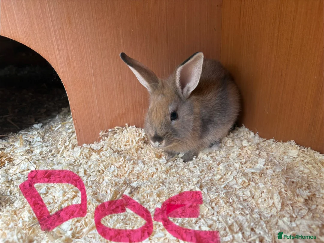 Mixed Breed rabbits for sale: gorgeous baby bunnies  - Advert 1