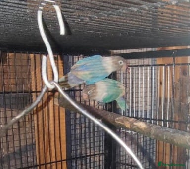 Lovebirds birds Love bird blue pair  - Advert 12