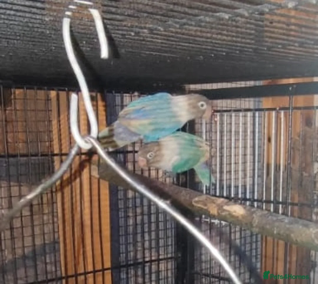 Lovebirds birds for sale: Love bird blue pair  - Advert 1