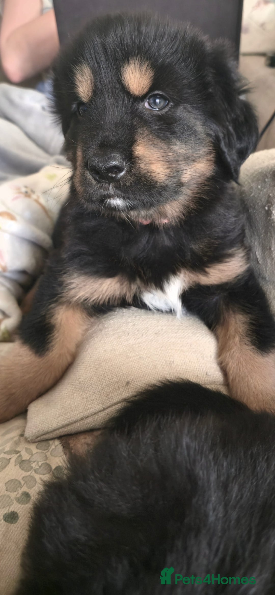 Tibetan Mastiff dogs for sale: Tibetan mastiff puppies  - Advert 14