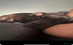 Mixed Breed dogs for sale: Greyhound cross - Image 5