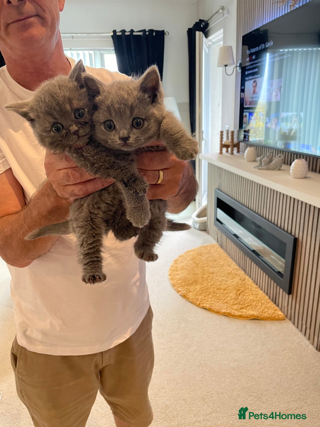 British Shorthair cats for sale: Gorgeous gcff kittens males blue  - Image 4