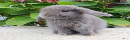 Mini Lop rabbits for sale: Baby mini lop boy available now - Advert 7