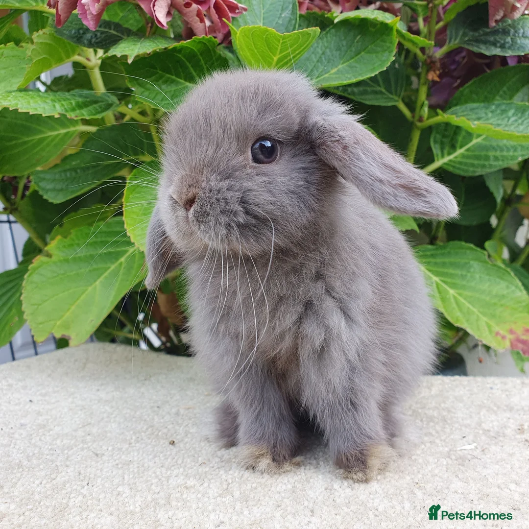 Mini Lop rabbits for sale: Baby mini lop boy available now - Advert 7
