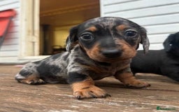 Miniature Dachshund dogs for sale: Pretty silver dapple doxies get urs home - Image 2