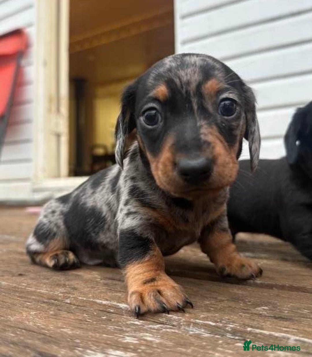 Miniature Dachshund dogs for sale: Pretty silver dapple doxies get urs home - Image 2
