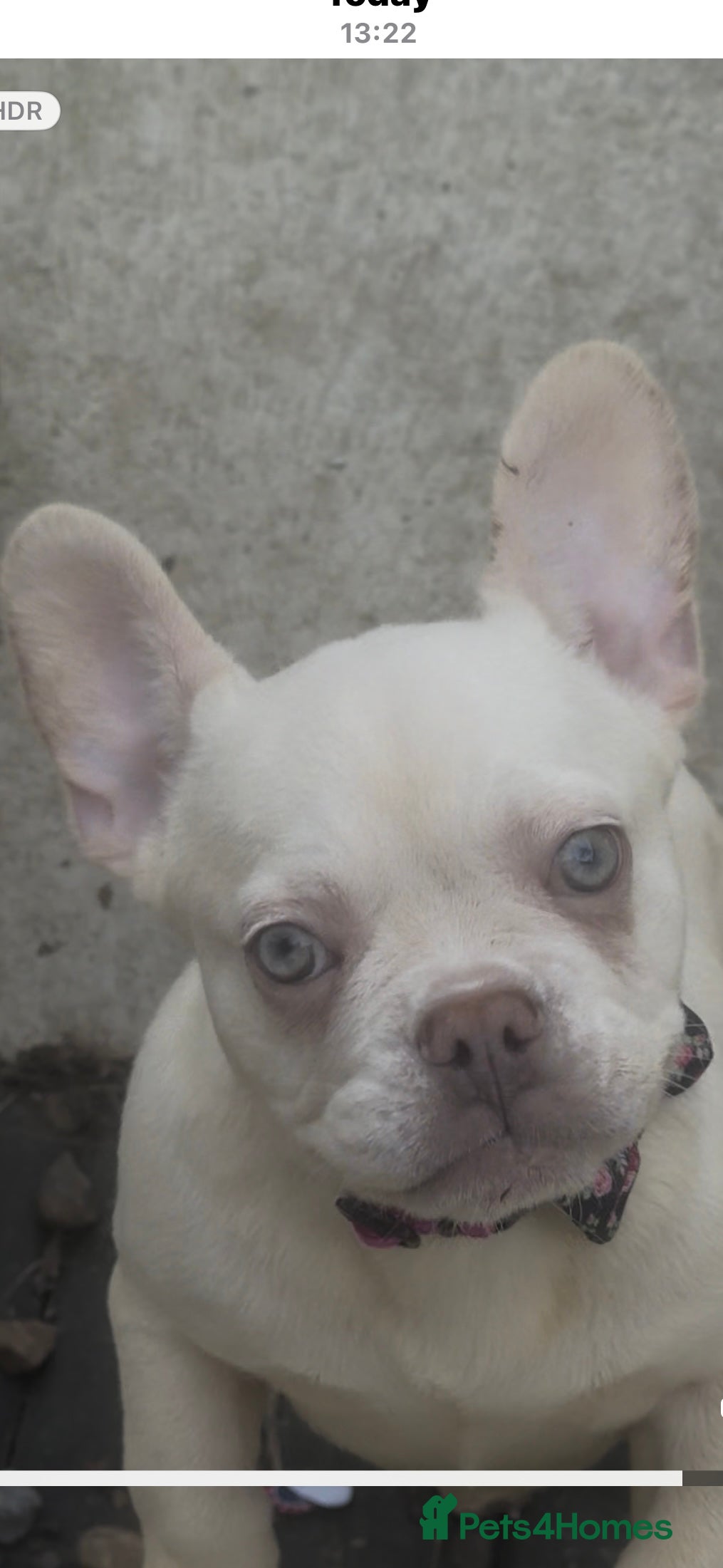 French Bulldog dogs Beautiful fluffy/ fluffy carrier Frenchie pups  - Advert 17