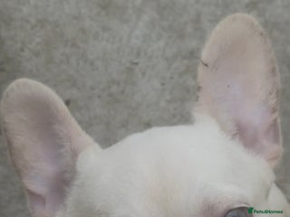 French Bulldog dogs Beautiful fluffy/ fluffy carrier Frenchie pups - Advert 4
