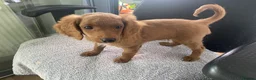 Cockapoo dogs for sale: Toy Poodle Cross Puppies, Mum & Dad Seen, London - Advert 28