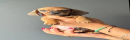 Miniature Dachshund dogs for sale: Miniature Smooth Dachshund Puppies  in Torquay - Advert 23