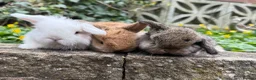 Mini Lop rabbits for sale: Top quality mini lops - Advert 8