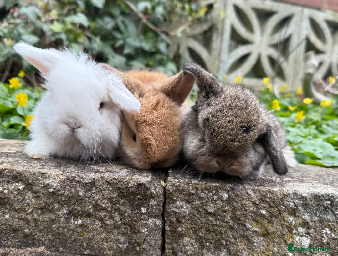 Mini Lop rabbits for sale: Top quality mini lops - Advert 8