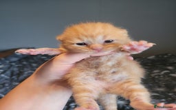 British Shorthair cats for sale: British shorthair kittens  - Image 5
