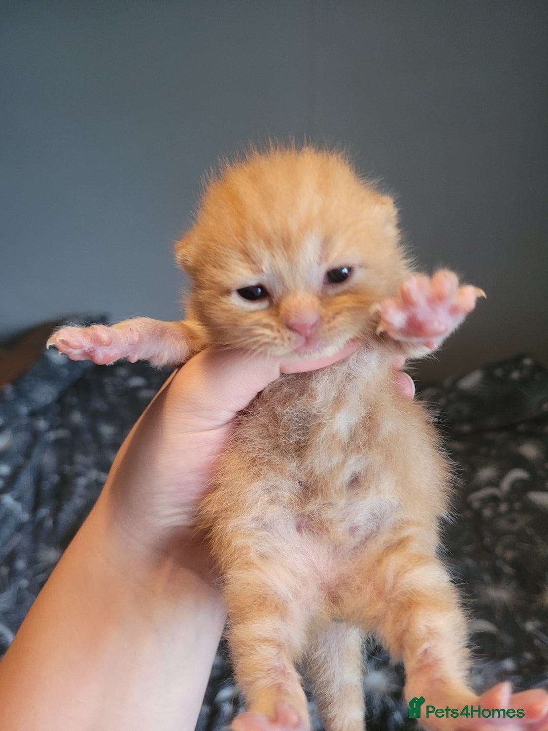 British Shorthair cats for sale: British shorthair kittens  - Image 5