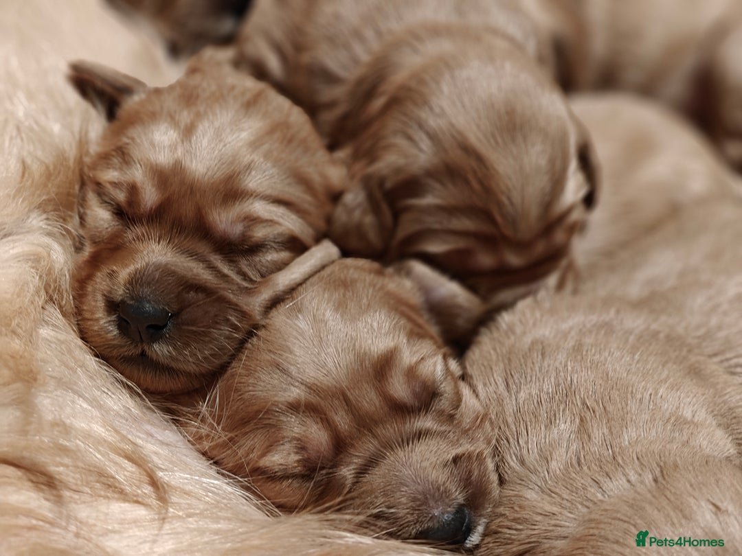 Mini Goldendoodle dogs for sale: Superb home-bred F1 Mini Goldendoodle GIRL - Advert 29