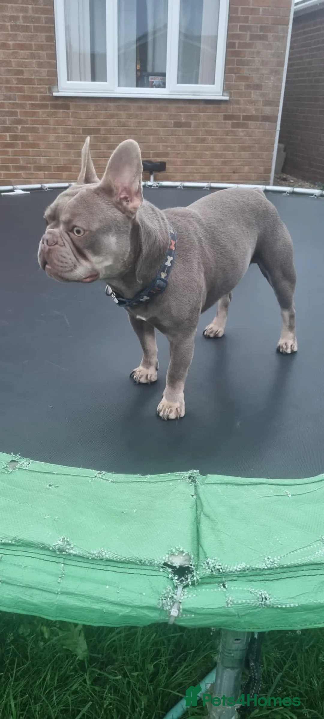 French Bulldog dogs for stud: Isabella and tan health tested french bulldog stud in Lincoln - Advert 7