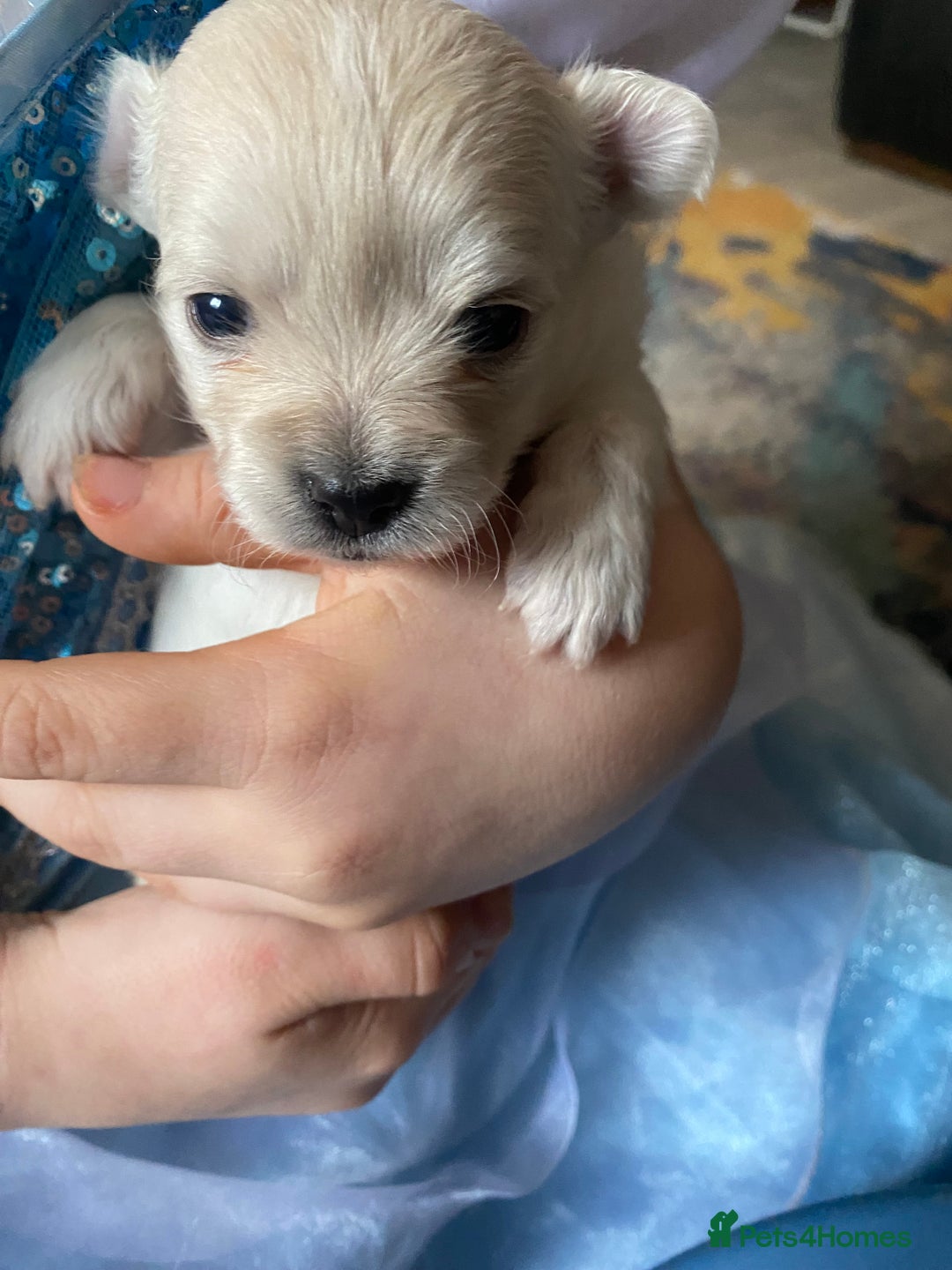 Pomchi dogs for sale: Pomchi puppies - Advert 3
