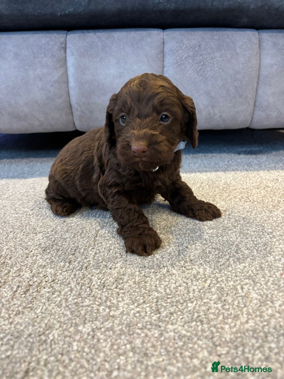 Cockapoo dogs for sale: Six stunning cockapoo puppies - Advert 17
