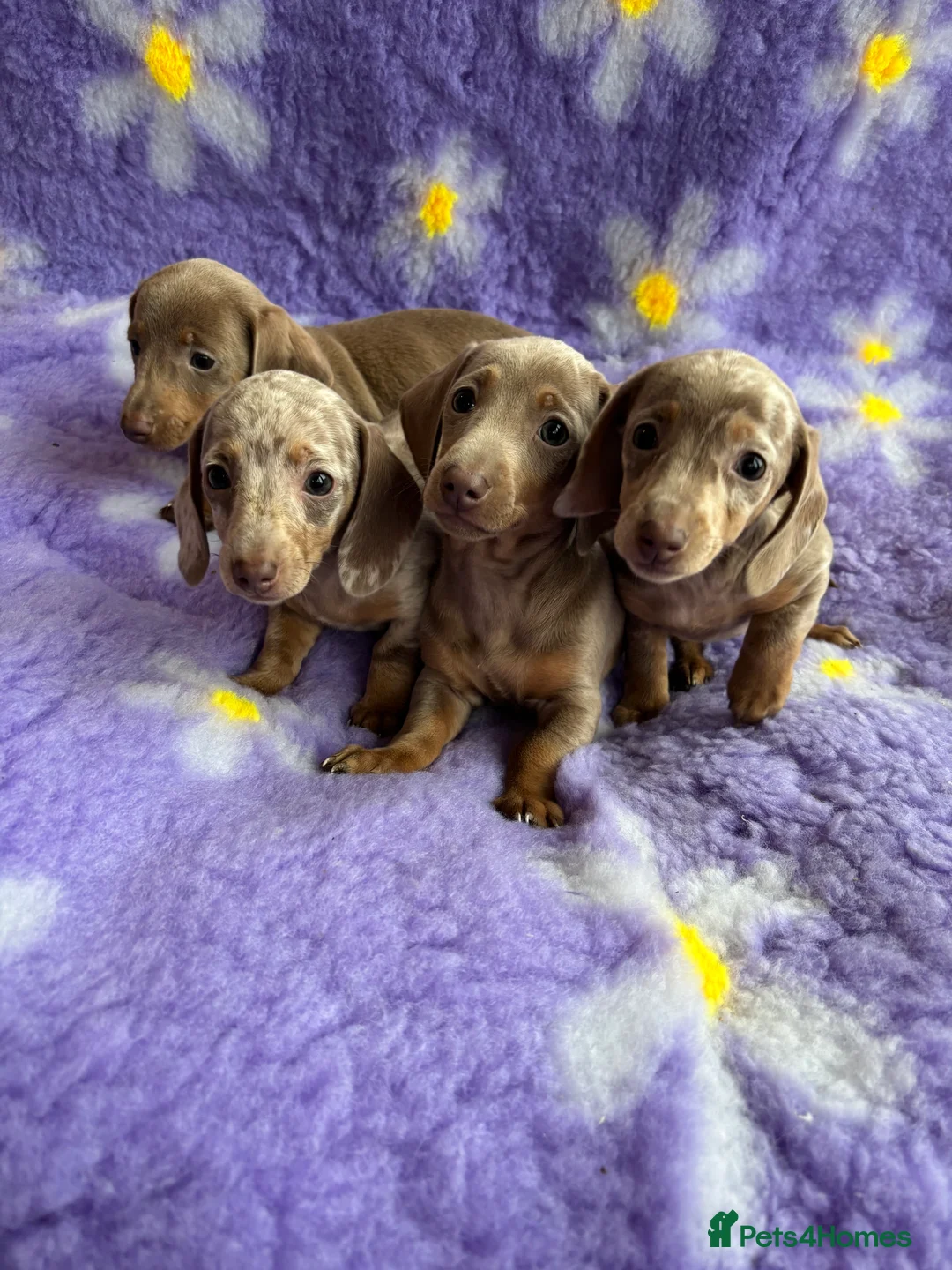 Miniature Dachshund dogs for sale: Miniature Dachsund puppies  - Advert 8