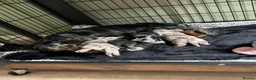 Miniature Dachshund dogs for sale: LONG HAIRED MINIATURE RUSSIAN DACHSHUNDS  - Advert 4