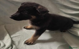 German Shepherd dogs for sale: *Ready Now* Pure Bred German Shepherd Pups - Image 9
