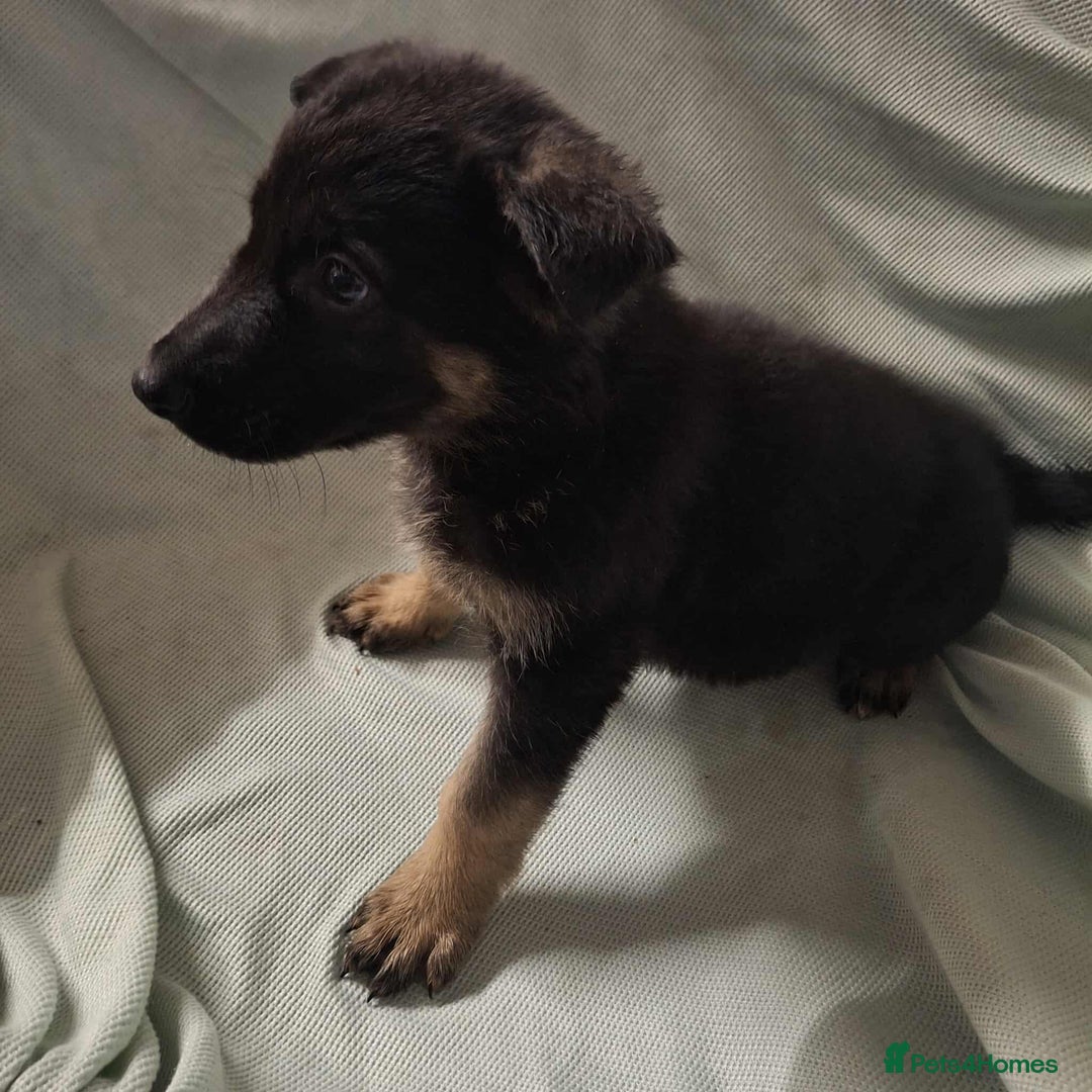 German Shepherd dogs for sale: *Ready Now* Pure Bred German Shepherd Pups - Image 9