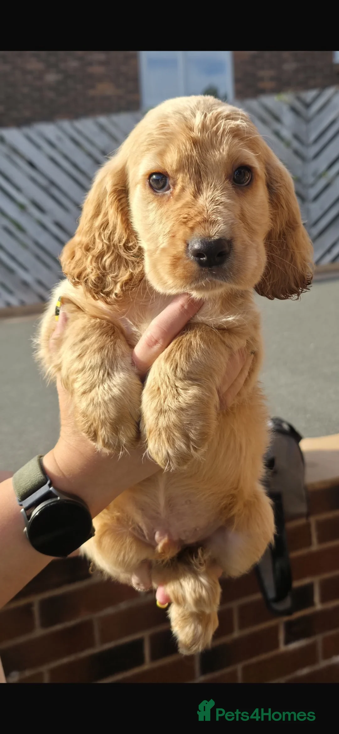 Cocker Spaniel dogs for sale: Golden Cocker Spaniel Pups  in Gretna - Advert 27