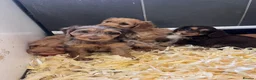 Cockapoo dogs for sale: Beautiful mix litter cockerpoo in Bishop Auckland - Advert 10