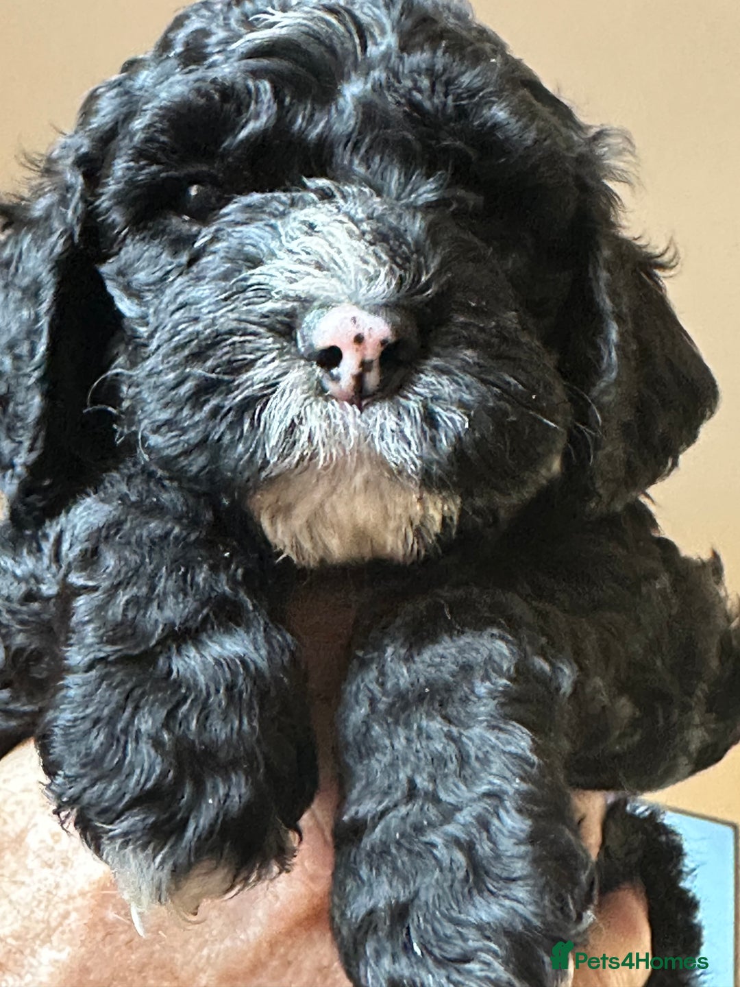 Cockapoo dogs for sale: Beautiful cockapoo puppies delivery possible - Image 35