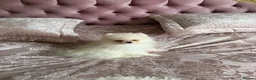 Pomeranian dogs for sale: 🐾 Gorgeous White Pomeranian Puppies - Advert 2