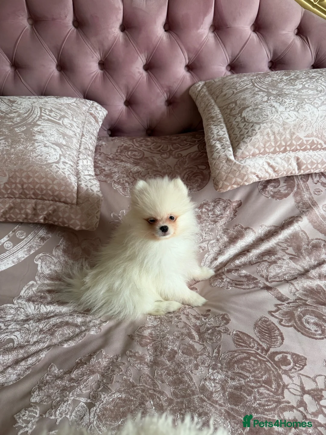 Pomeranian dogs for sale: 🐾 Gorgeous White Pomeranian Puppies - Advert 2