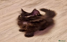 Maine Coon cats for sale: 🌟Ready to leave 4 XL Maine Coons active available - Image 3