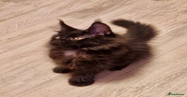 Maine Coon cats - Advert 6