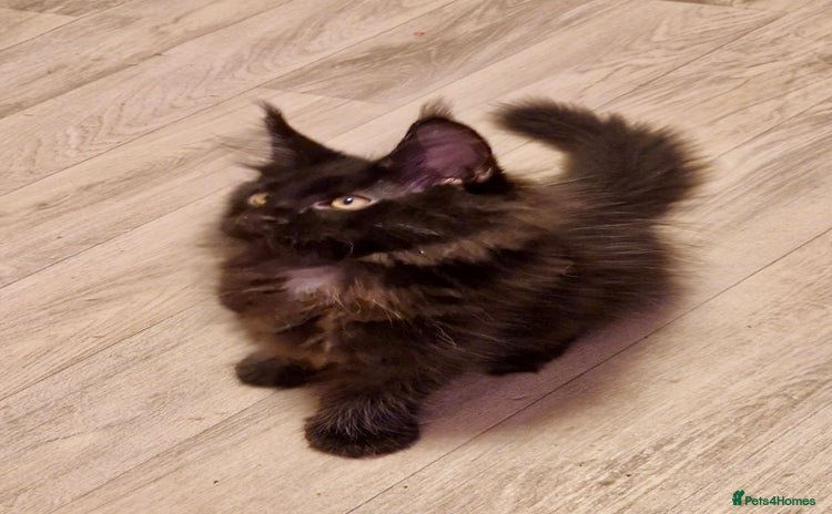 Maine Coon cats - Advert 8