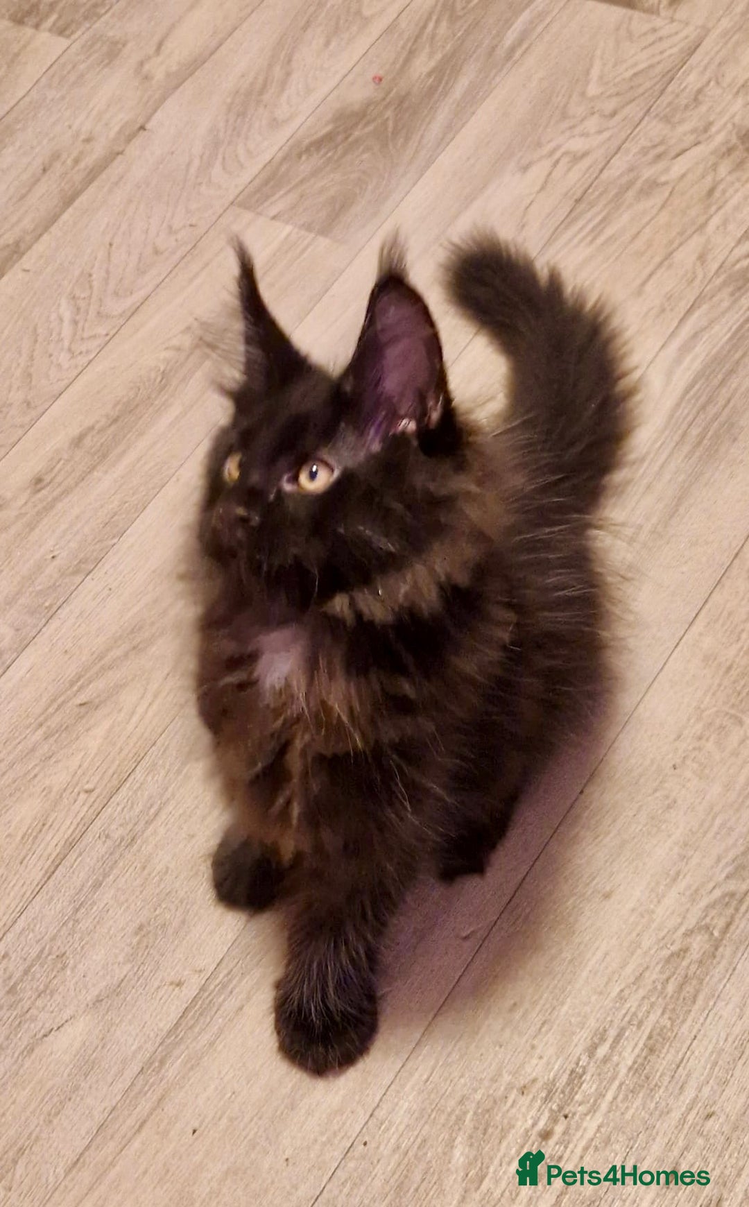 Maine Coon cats for sale: 🌟Ready to leave 4 XL Maine Coons active available - Image 3