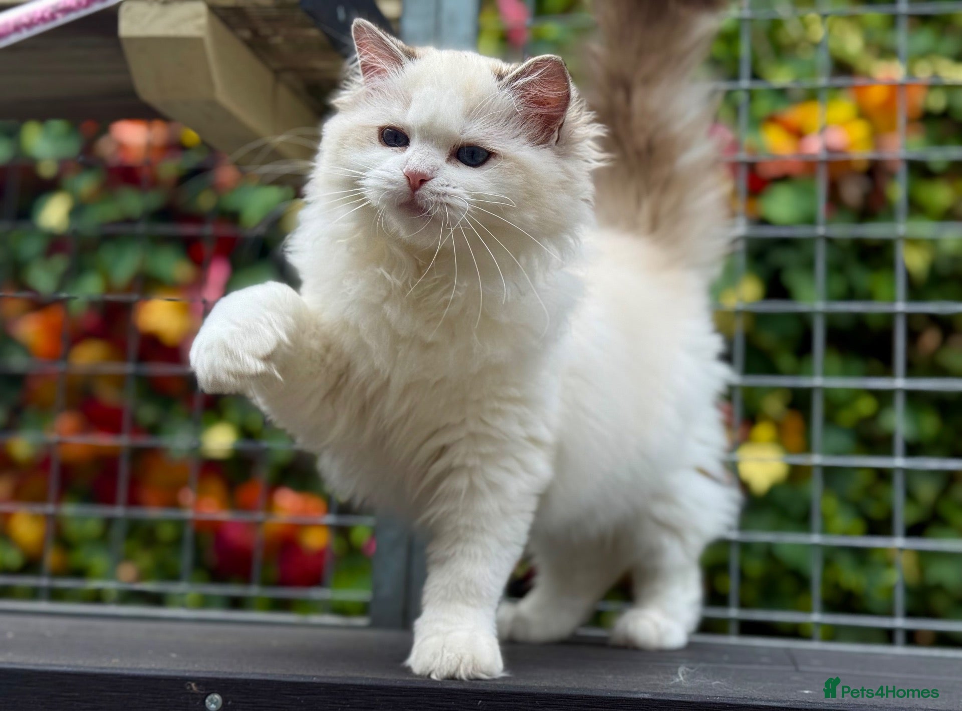 Ragdoll cats Last litter girl ready to leave  - Advert 1