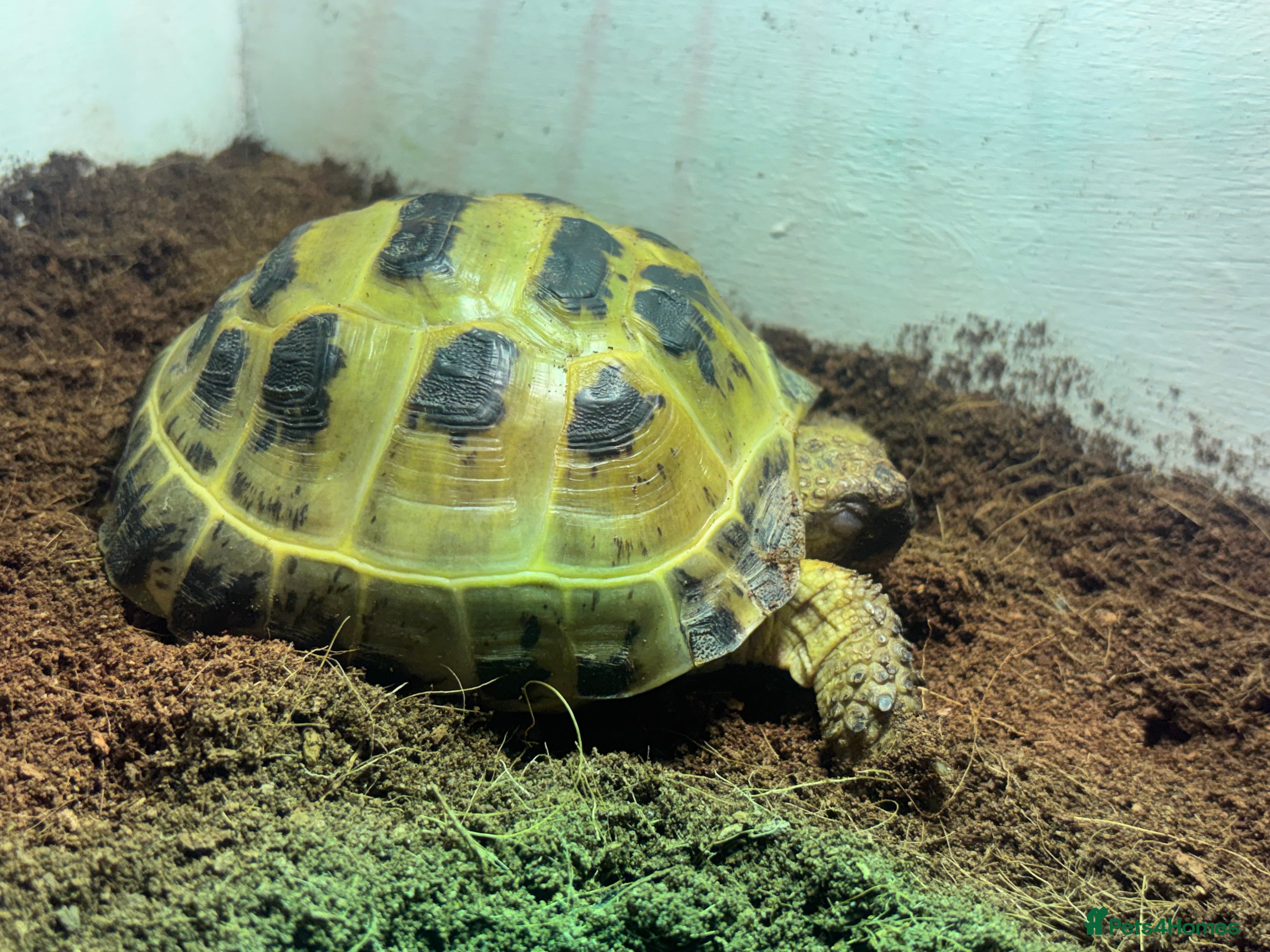 Hermann Tortoise reptiles tortoise available with/ without setup - Advert 14