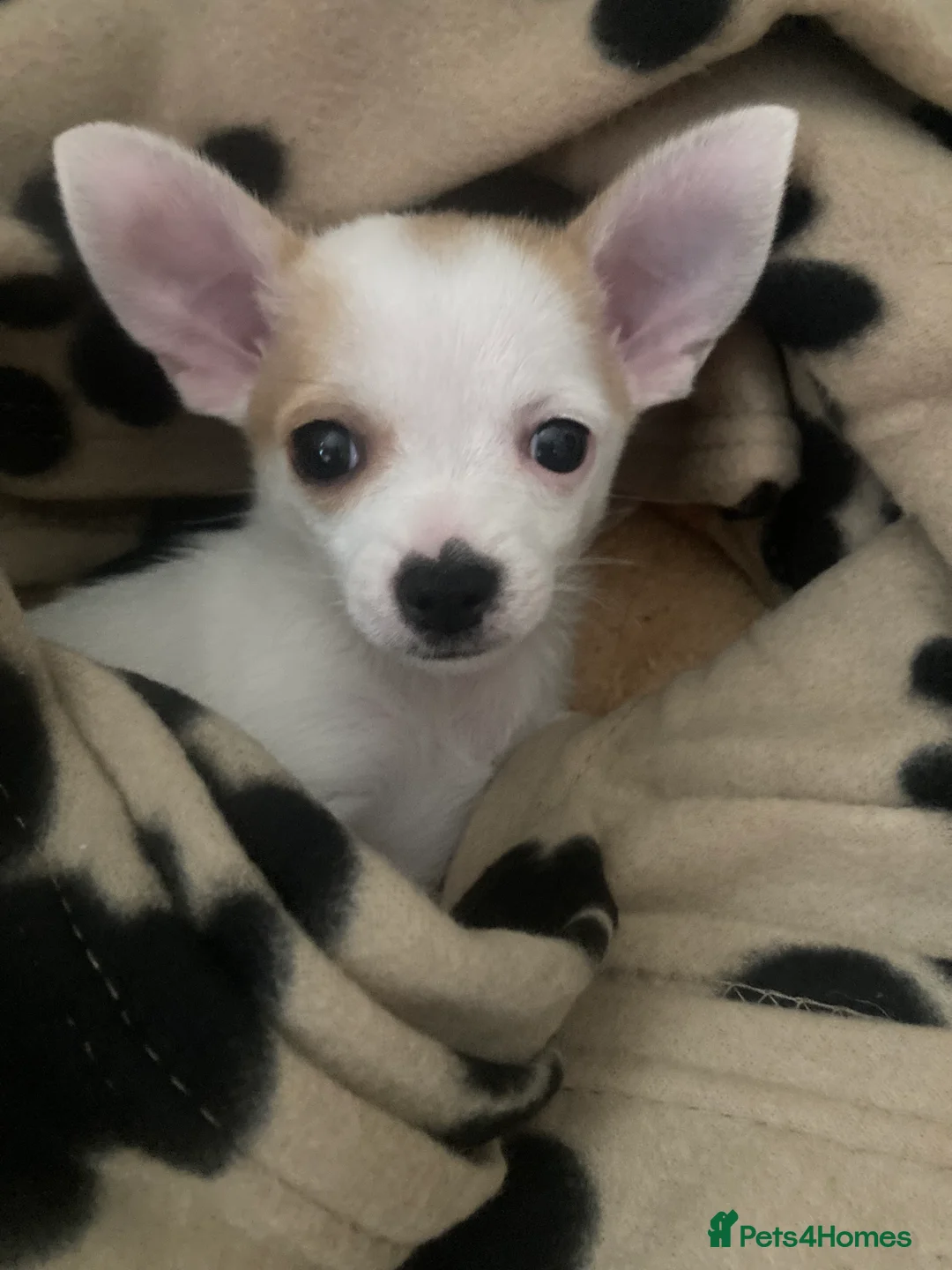 Chihuahua dogs for sale: Girl Chiuhuah  - Advert 2